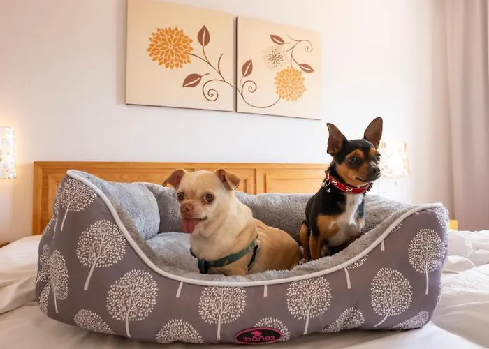 Gf Isabel 4* Адехе